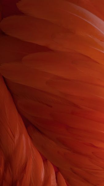 Personalice las notificaciones con ajustes de ColorBanners y DathBanners Pro Descarga los nuevos fondos de pantalla de iOS 9 aquí