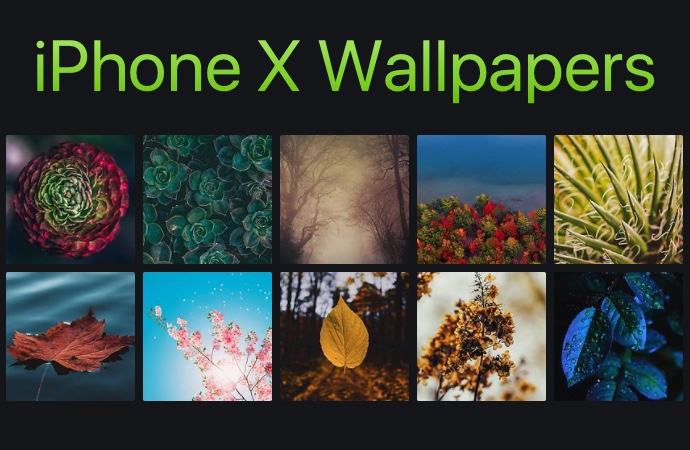 12 hermosos fondos de pantalla de iPhone 13 con hojas y plantas (Ep. 5)