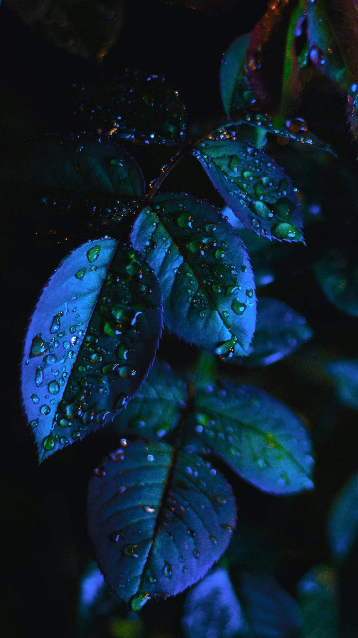 12 hermosos fondos de pantalla de iPhone 13 con hojas y plantas (Ep. 5)