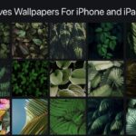 Los mejores fondos de pantalla de hojas para iPhone y iPad